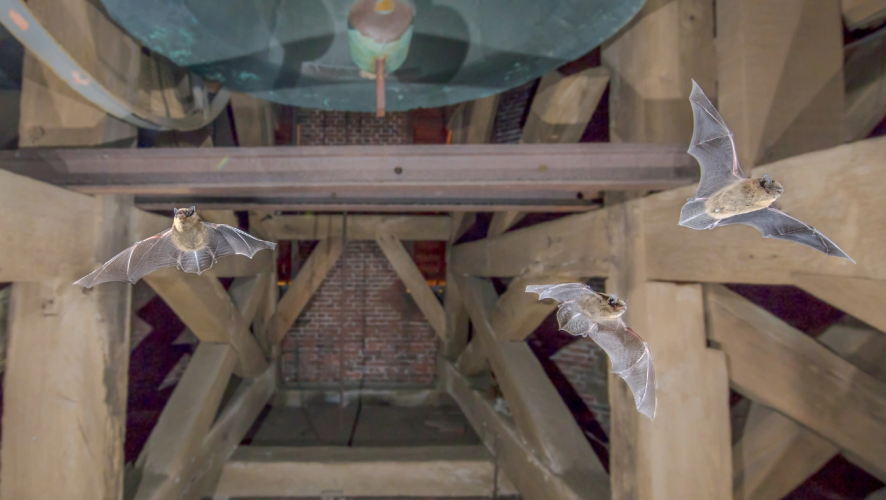 Bat Remediation Covington, GA