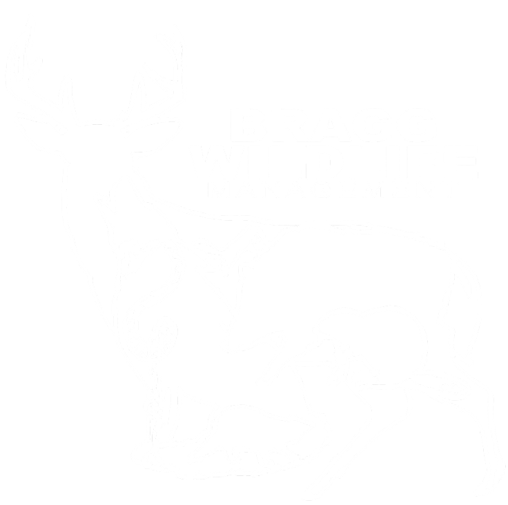Bragg Wildlife Management white