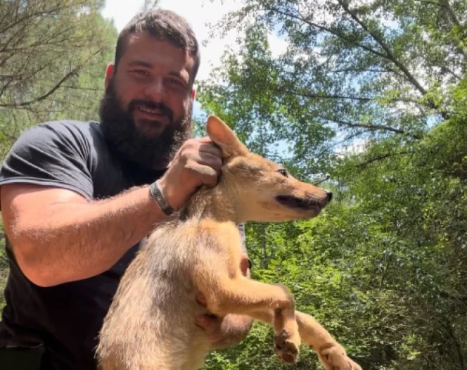 Wildlife Removal Service in Covington, GA home 1