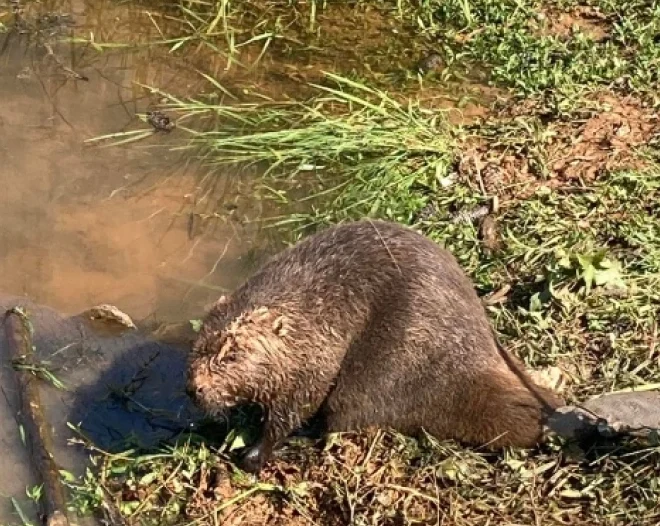 Wildlife Removal Service in Covington, GA home 2